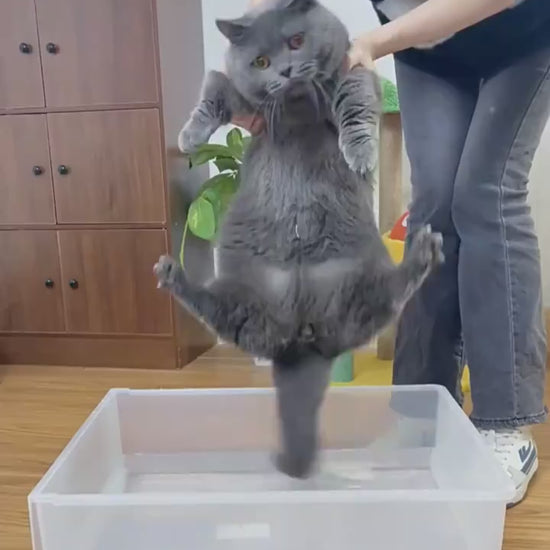 Pet steam grooming brush product video 2